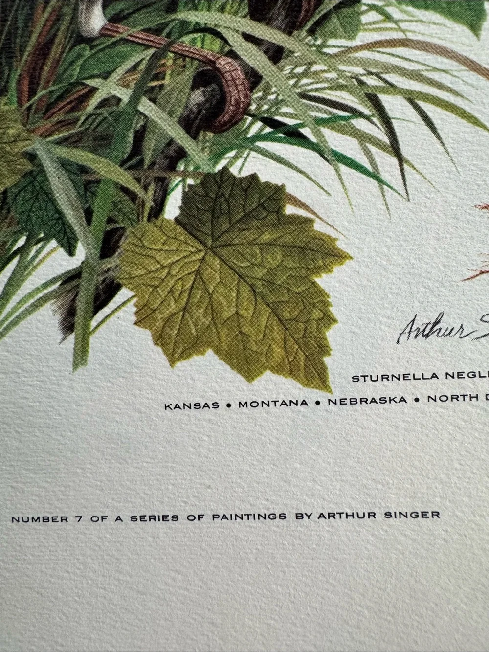Botanical Art Prints Featuring 10 prints - Picture 8 of 12